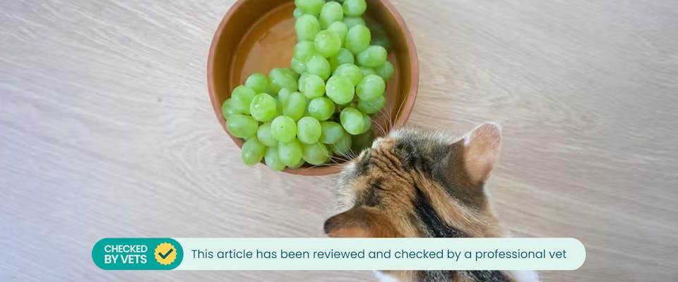 Can cats top eat red grapes